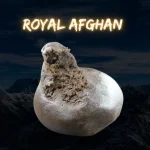 Himalayan Blessing - Imagen 4