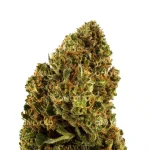 BERRY CREAM CBD - Imagen 2