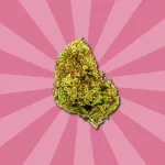 CHERRY KUSH CBD | COGOLLOS DE CBD DE EXTERIOR - Imagen 4