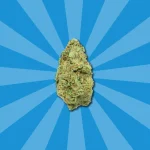 GELATO CBD | COGOLLOS CBD GREENHOUSE - Imagen 4