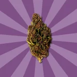ULTRA PURPLE ED.LIMITADA | FLORES DE CBD DE EXTERIOR - Imagen 4