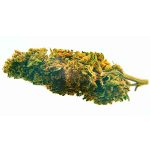 Blueberry CBD - Imagen 3