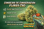Flor de CBD Cherry Haze - Imagen 4