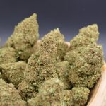 Papaya MINIS